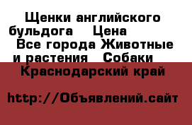 Щенки английского бульдога  › Цена ­ 60 000 - Все города Животные и растения » Собаки   . Краснодарский край